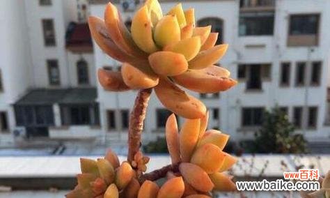 揭示花语之谜 黄丽的花语与美好情感