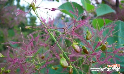 以黄栌为象征的意义与文化传承 黄栌象征的寓意