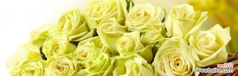 探究黄玫瑰在不同文化中的象征意义与表达方式 黄玫瑰的含义及象征意义