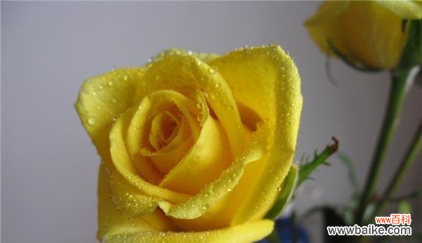 探究黄玫瑰在不同文化中的象征意义与表达方式 黄玫瑰的含义及象征意义