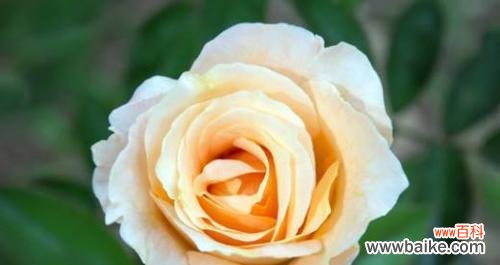 探究黄玫瑰在不同文化中的象征意义与表达方式 黄玫瑰的含义及象征意义