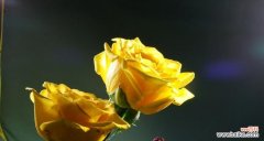 一朵黄玫瑰的神秘之谜 黄玫瑰的含义及象征意义