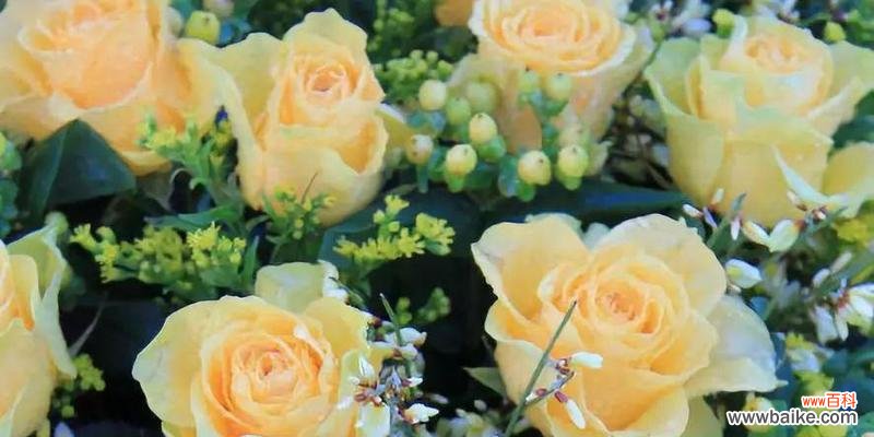 一朵黄玫瑰的神秘之谜 黄玫瑰的含义及象征意义