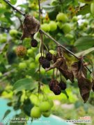 海棠花叶子发黄脱落的原因