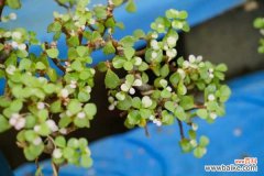 金枝玉叶长白虫子怎么办