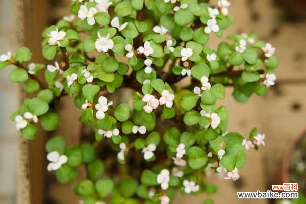 金枝玉叶长白虫子怎么办