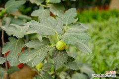 无花果叶子发黄是什么原因