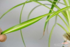 吊兰叶子发黄枯萎原因