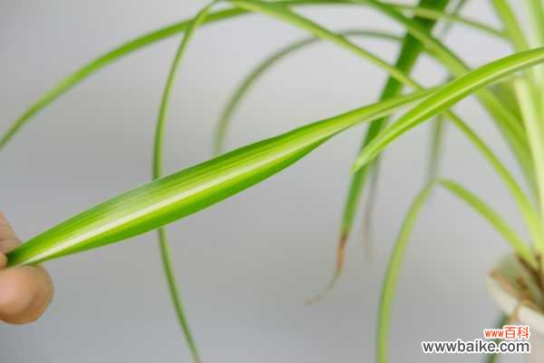 吊兰叶子发黄枯萎原因