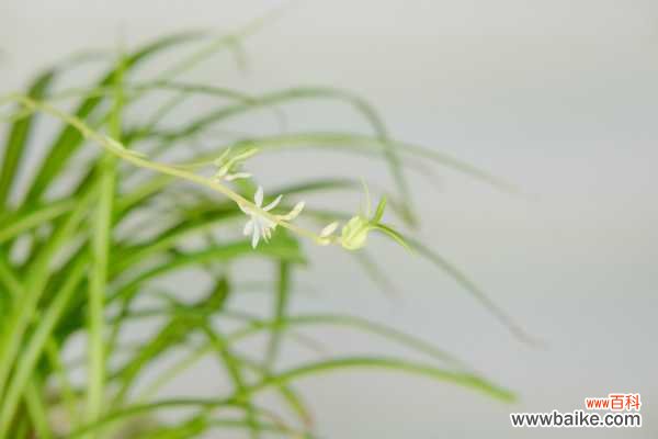 吊兰叶子发黄枯萎原因