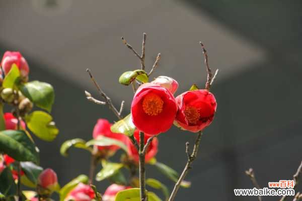 茶花移栽后叶子发黄怎么回事