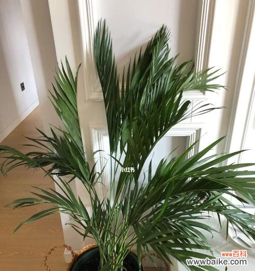 富贵椰子象征着什么？富贵椰子的寓意有哪些？