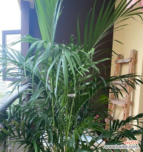 富贵椰子象征着什么？富贵椰子的寓意有哪些？