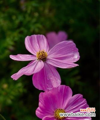 格桑花的花语是什么?如何理解格桑花的象征意义?