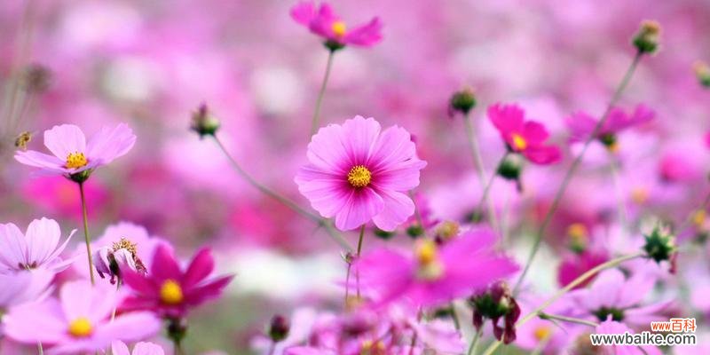 格桑花的花语是什么?如何理解格桑花的象征意义?