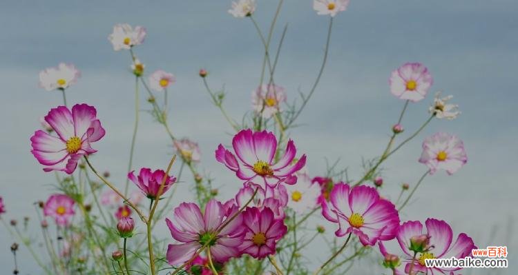 格桑花的花语是什么?如何理解格桑花的象征意义?