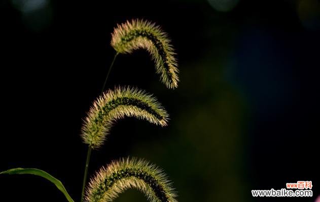 狗尾巴草的花语是什么?它象征着什么含义?