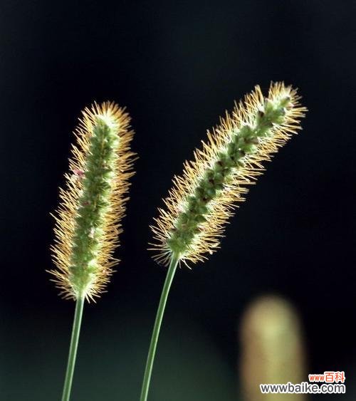 狗尾巴草的花语是什么?它象征着什么含义?