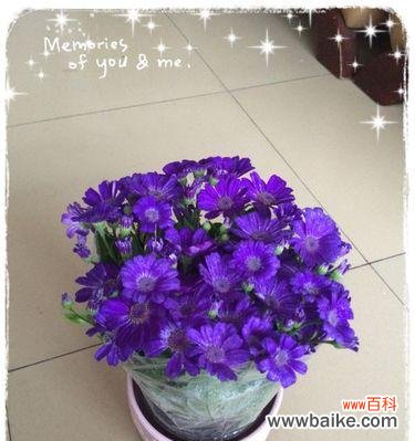 瓜叶菊花语是什么？它的寓意有哪些常见问题？