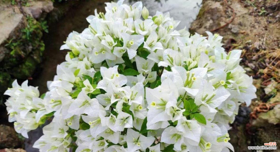 冠幅是什么意思?测量树木冠幅的正确方法是什么?