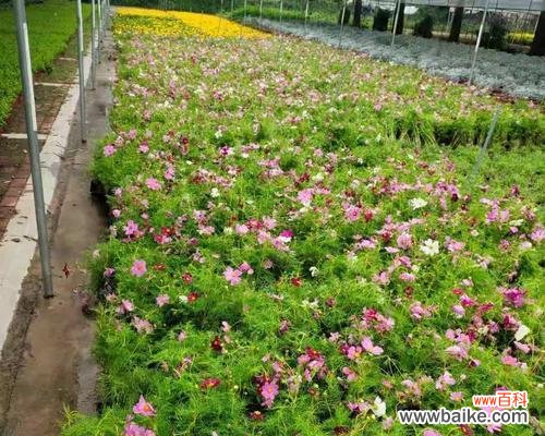 冠幅是什么意思?测量树木冠幅的正确方法是什么?