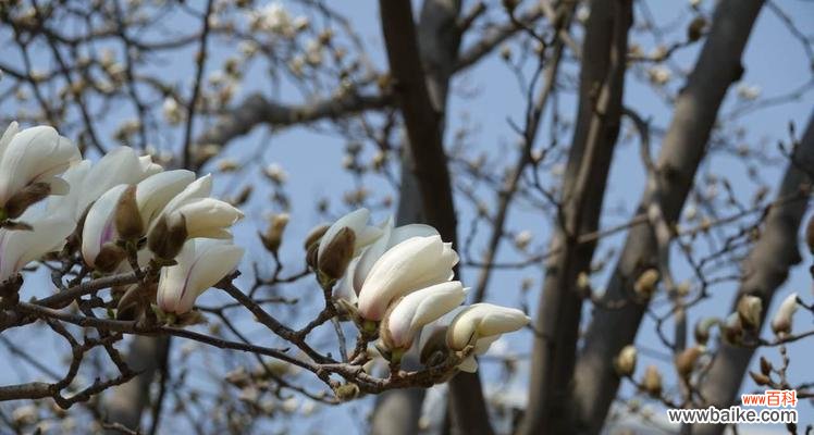 广玉兰花花语是什么？它的寓意有哪些含义？
