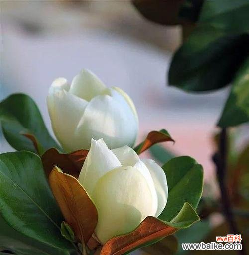 广玉兰花花语是什么？它的寓意有哪些含义？