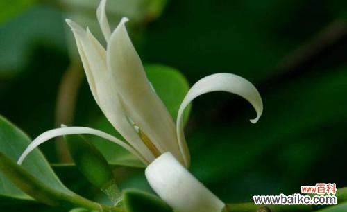 含笑花的花语是什么?了解含笑花的寓意和象征意义?