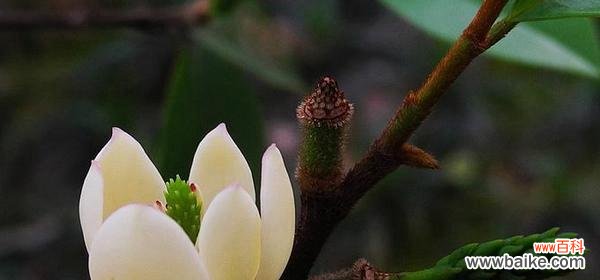 含笑花的花语是什么?了解含笑花的寓意和象征意义?