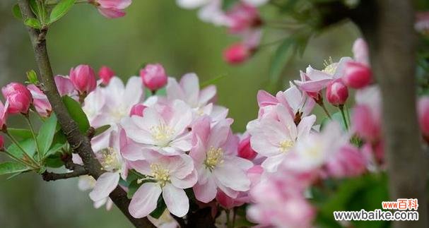海棠花的花语是什么?如何用海棠花表达情感?