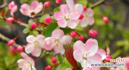 海棠花的花语是什么?如何用海棠花表达情感?