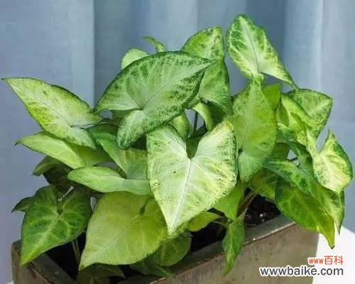 合果芋的花语是什么?如何养护合果芋才能花开不断?