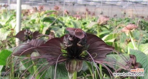 黑色曼陀罗的花语是什么？它在文化中扮演什么角色？