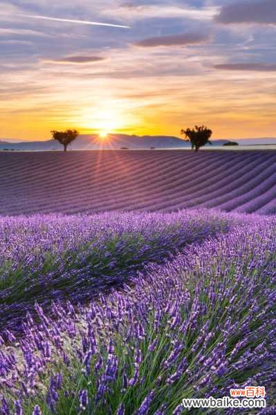 薰衣草可以放室内吗