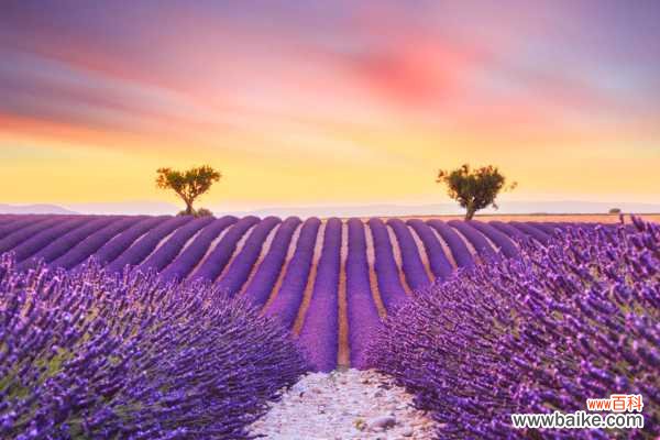 薰衣草可以放室内吗