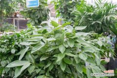 平安树适合在室内养吗