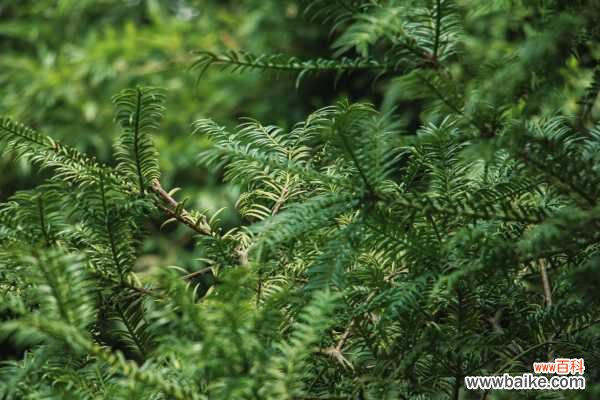 红豆杉能在室内养吗