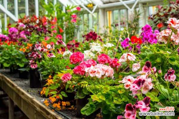 天竺葵适合放室内养吗