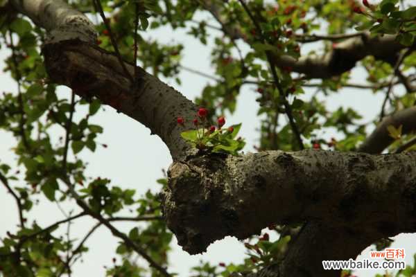 桂花适合在室内养吗