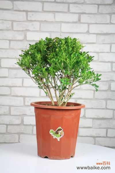 米兰适合在室内养吗