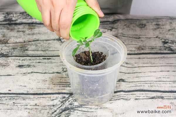 米兰适合在室内养吗