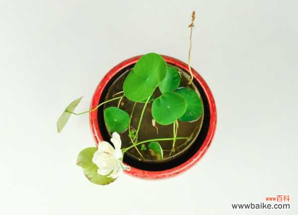 四季碗莲花水养怎么养