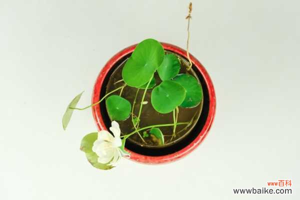 四季碗莲花水养怎么养