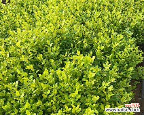 探秘野外小灌木植物的丰富魅力 小灌木植物——野外美景的小巧珍品