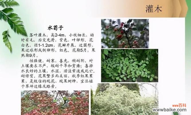 探秘野外小灌木植物的丰富魅力 小灌木植物——野外美景的小巧珍品