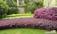 探秘野外小灌木植物的丰富魅力 小灌木植物——野外美景的小巧珍品