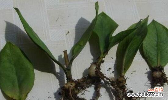 用水培方式实现络石扦插快速生根 络石扦插生根的终极方法