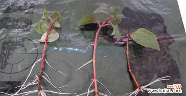 用水培方式实现络石扦插快速生根 络石扦插生根的终极方法