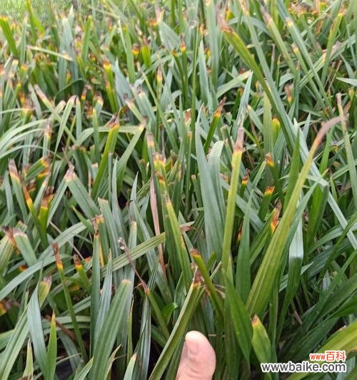 打造幸福和谐的家 教你种植吉祥草