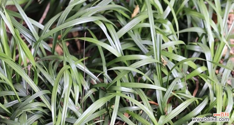 打造幸福和谐的家 教你种植吉祥草